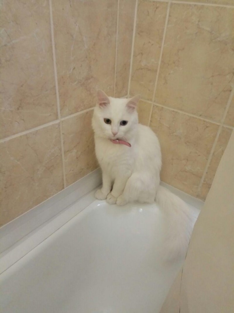 Рыжий кот купается