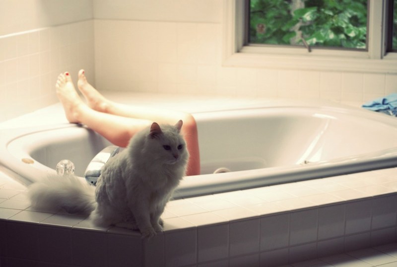 Ванна с котами