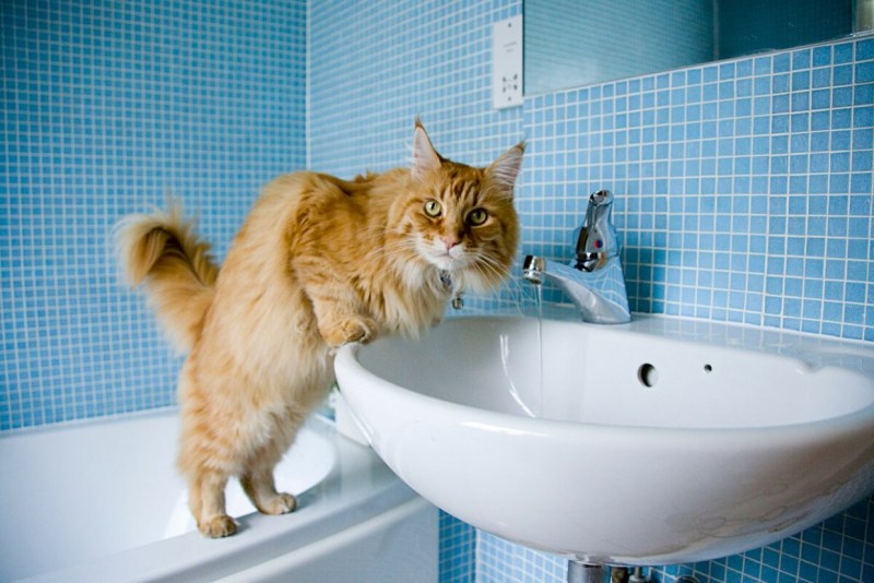 Котик в раковине