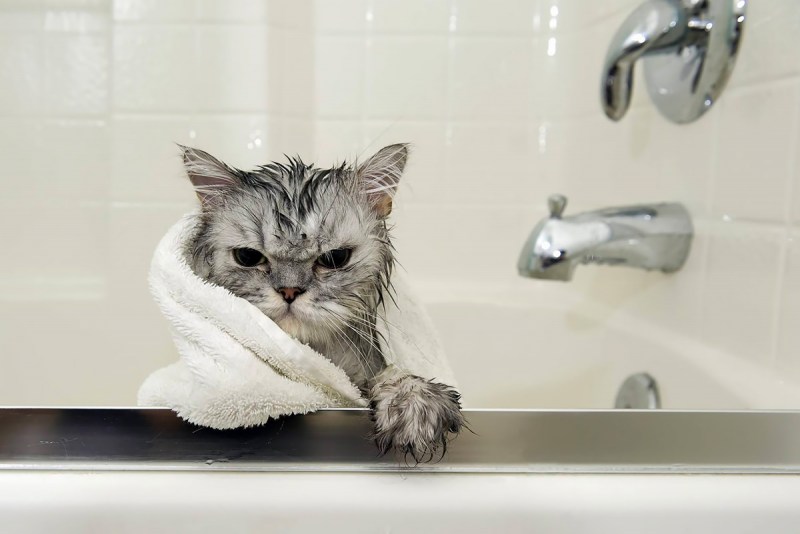 Котик в ванной