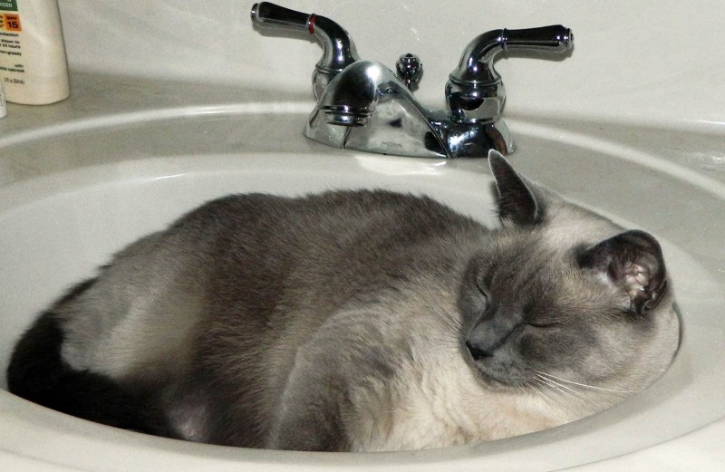 Котик в ванной с девушкой