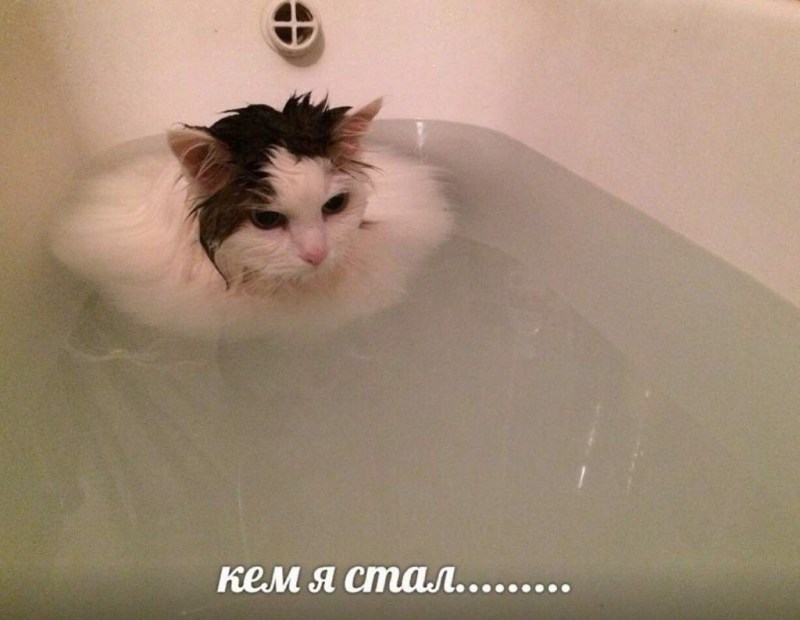 Мокрый кот