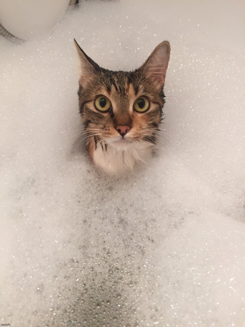 Котик в ванной