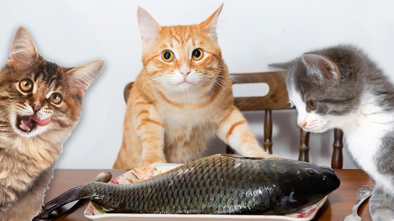 Котенок и рыба