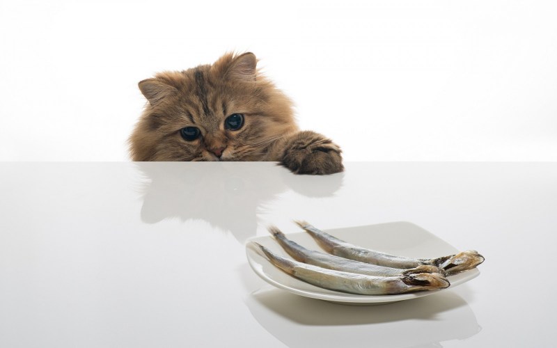 Котенок с рыбкой