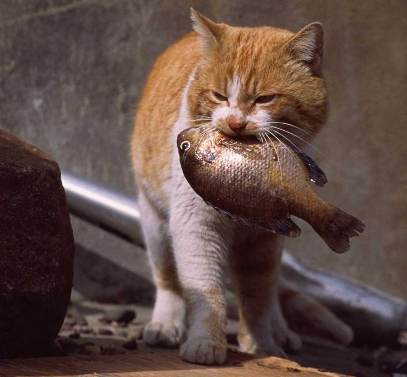 Рыжий кот ворует