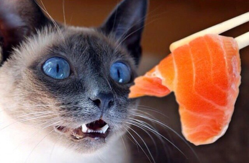 Коты едят