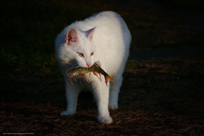 Белая кошка рыба
