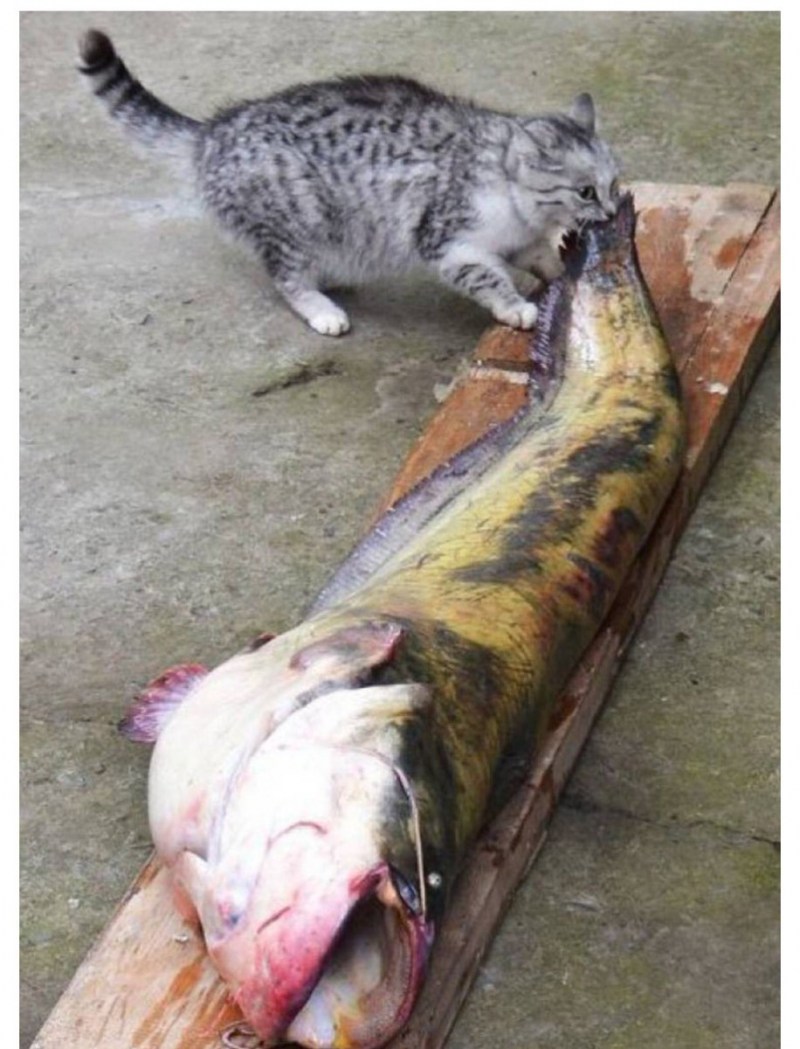 Кот ест рыбу
