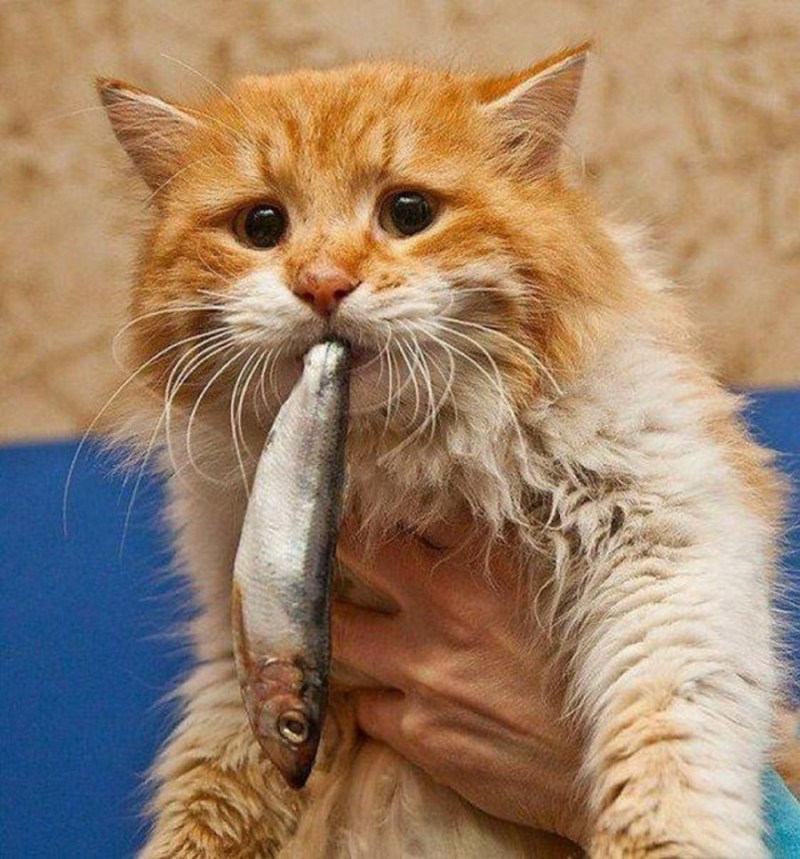 Рыжий кот с рыбой