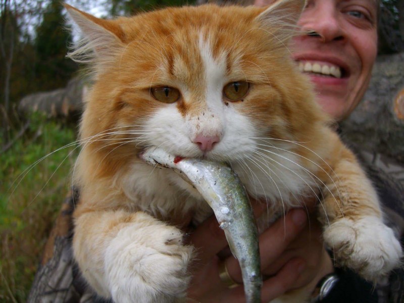 Кошка ест влажный корм