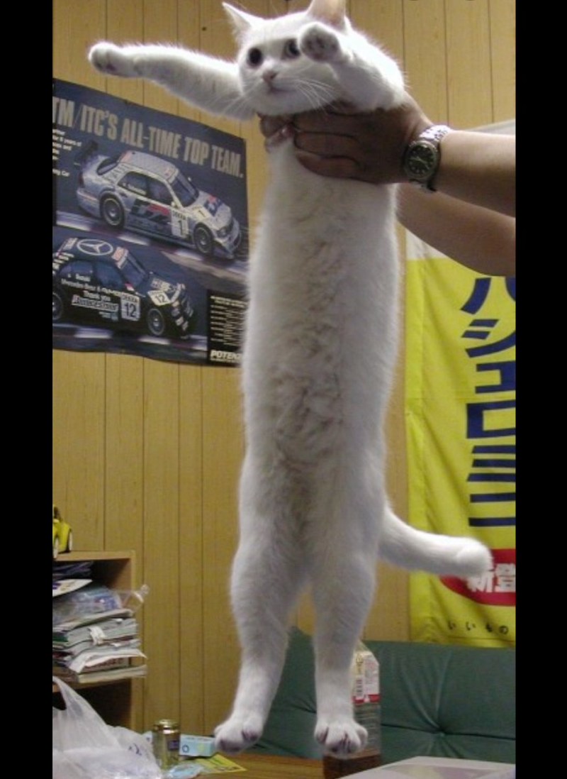 Длинный кот Мем