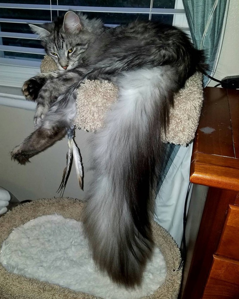 Длинная кошка