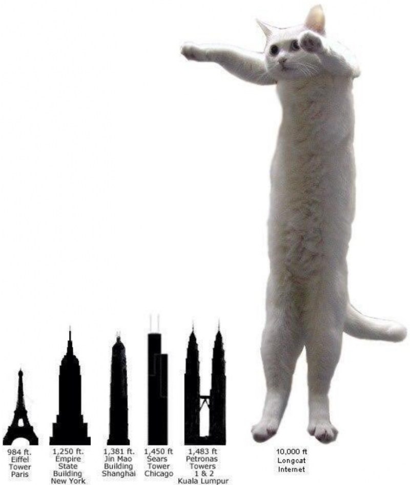 Длиннокот Нобико
