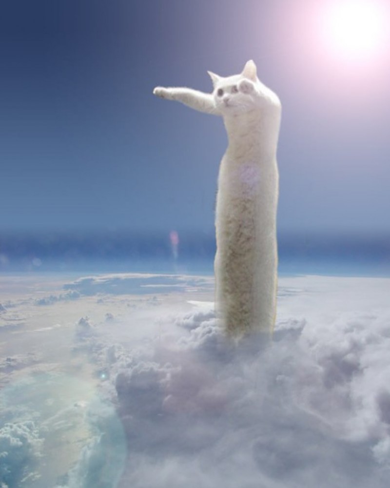 Кот в панорамной съемке