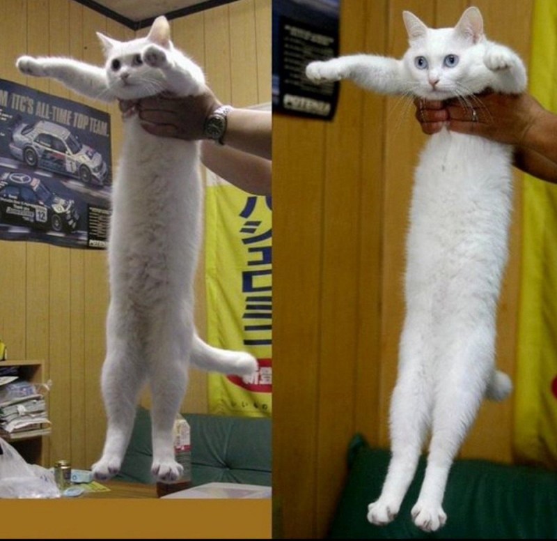 Лонг кот