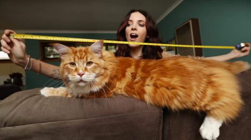 Коты с вытянутыми ногами