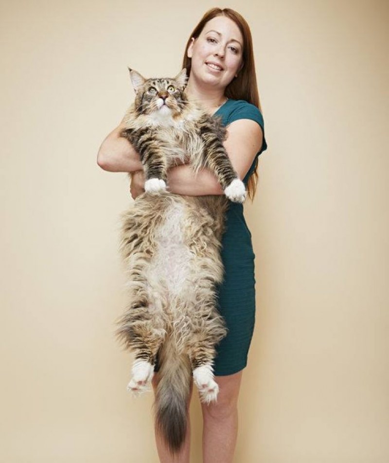 Длинная кошка