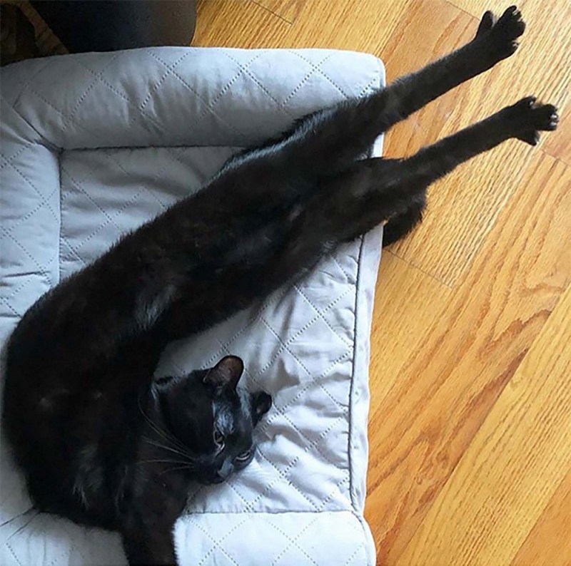 Кот на панорамном снимке