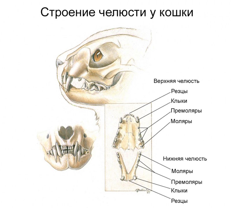 Зубы кошки схема