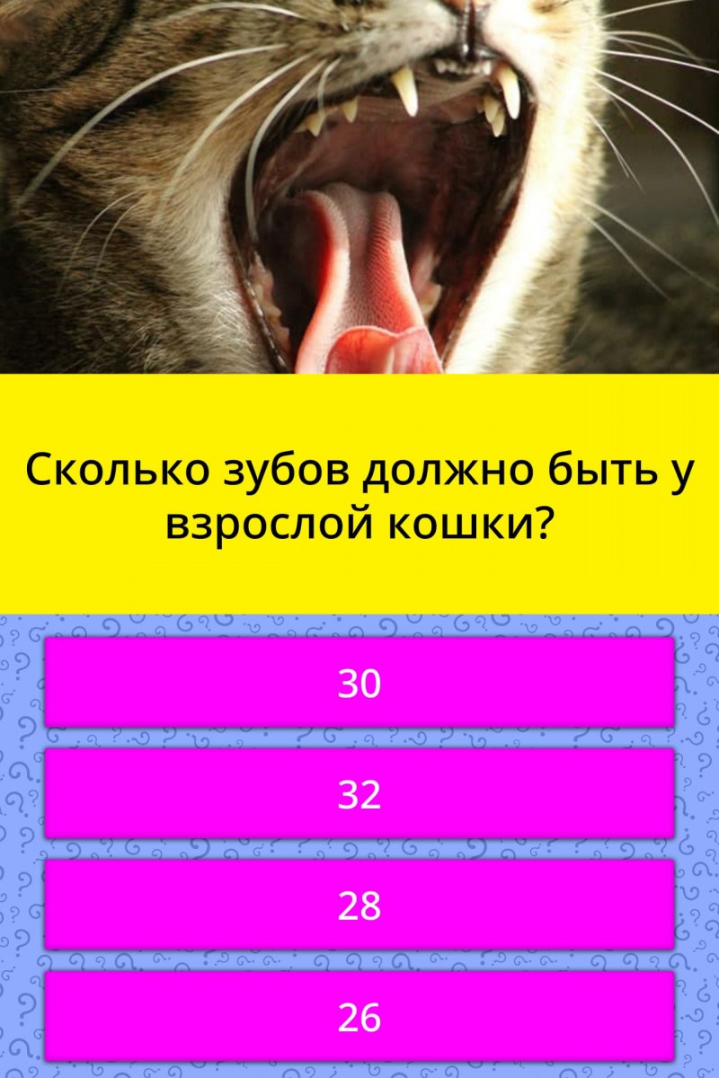 Здоровье кошки