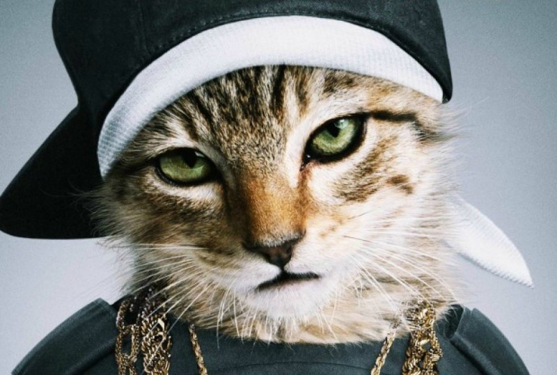 Коты в банданах