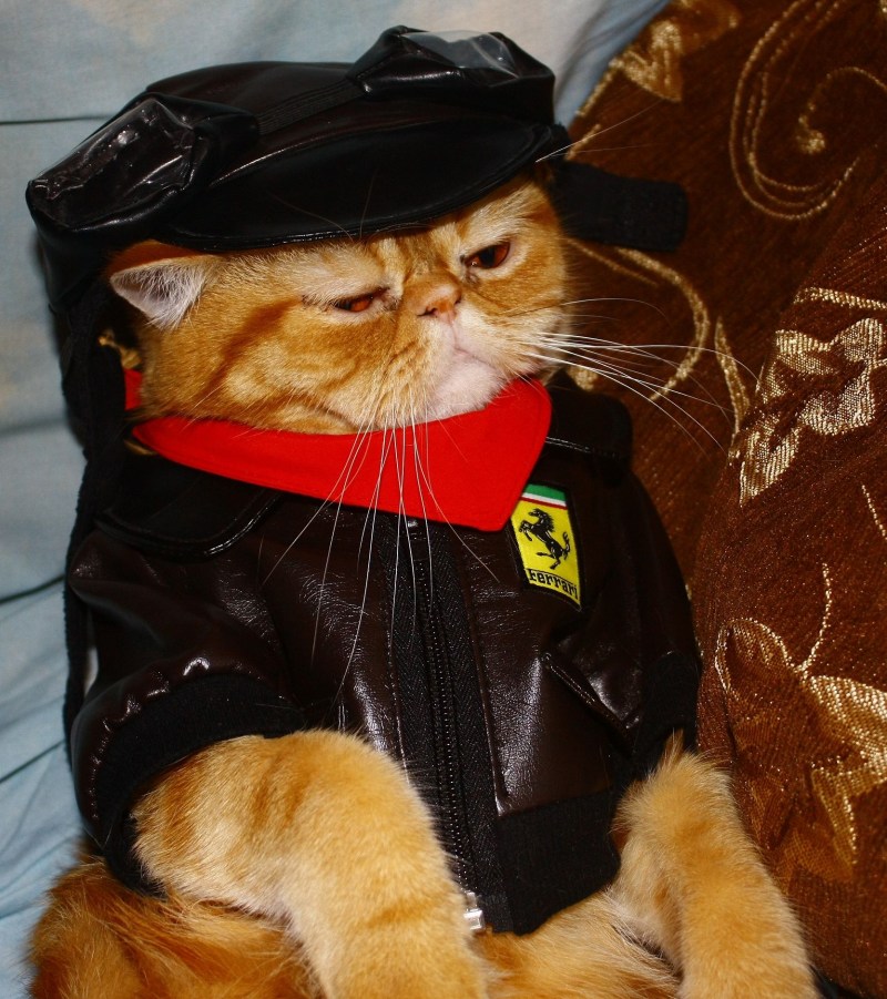 Модный костюм для кота