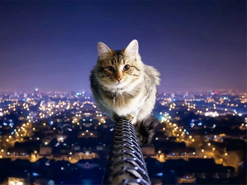 Кот на перилах