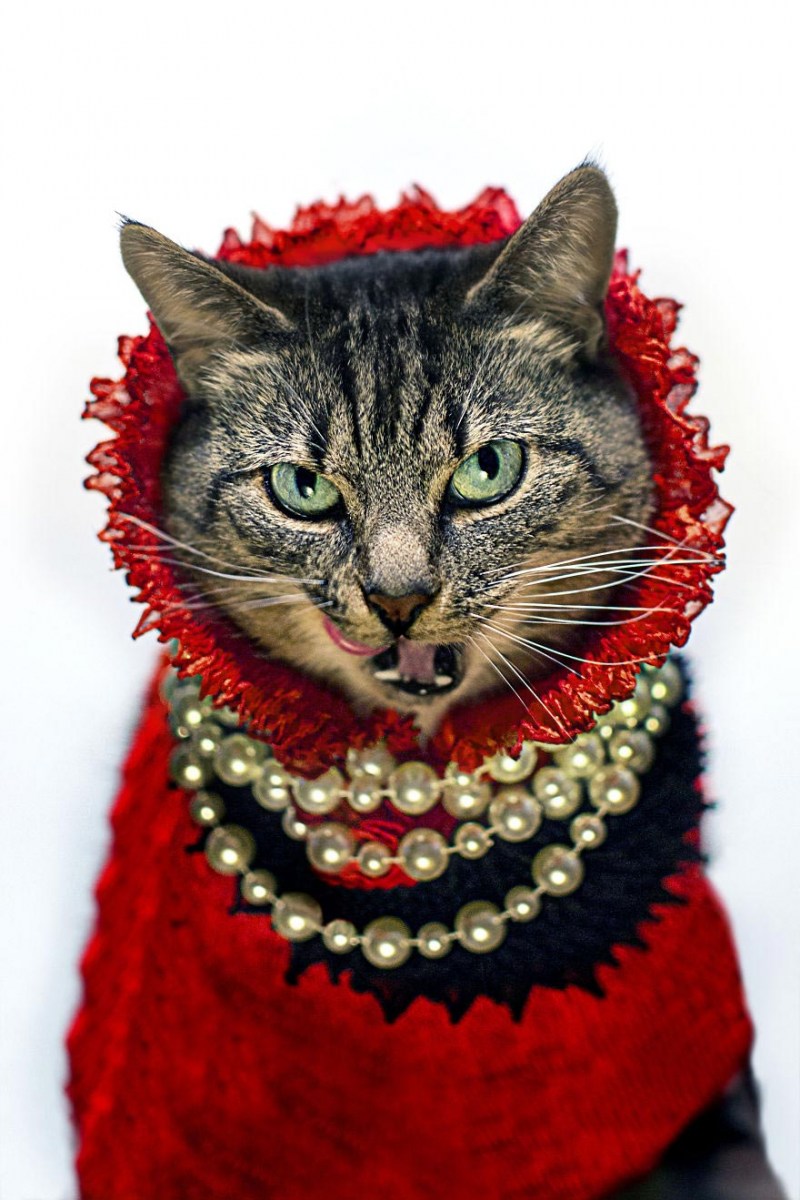 Модные котики