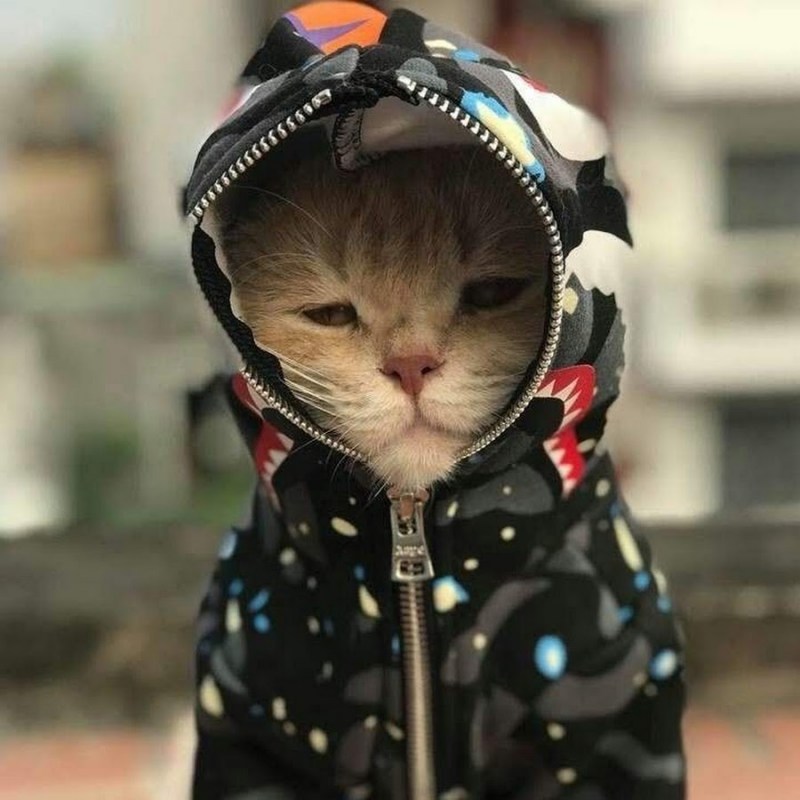 Крутой кот