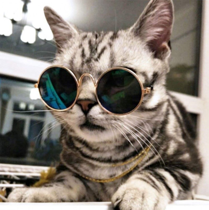 Котейки в очках
