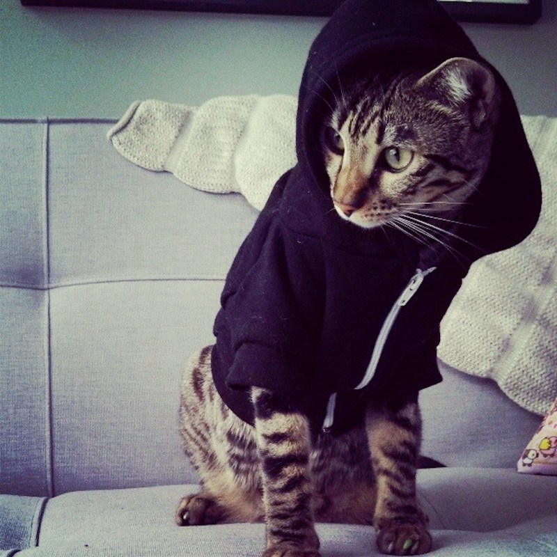 Кот в толстовке