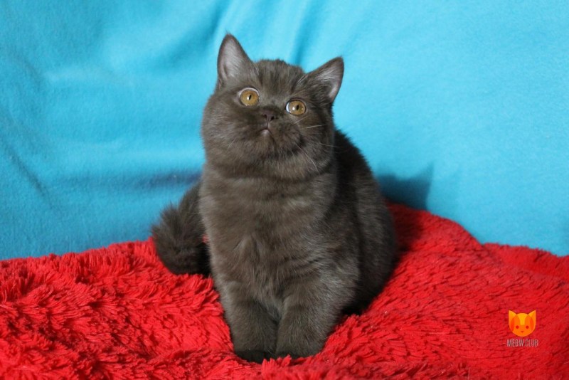 Шотландские котята скоттиш страйт черные