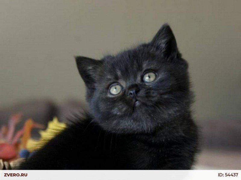 Прямоухий чёрные котята шотландской кошки