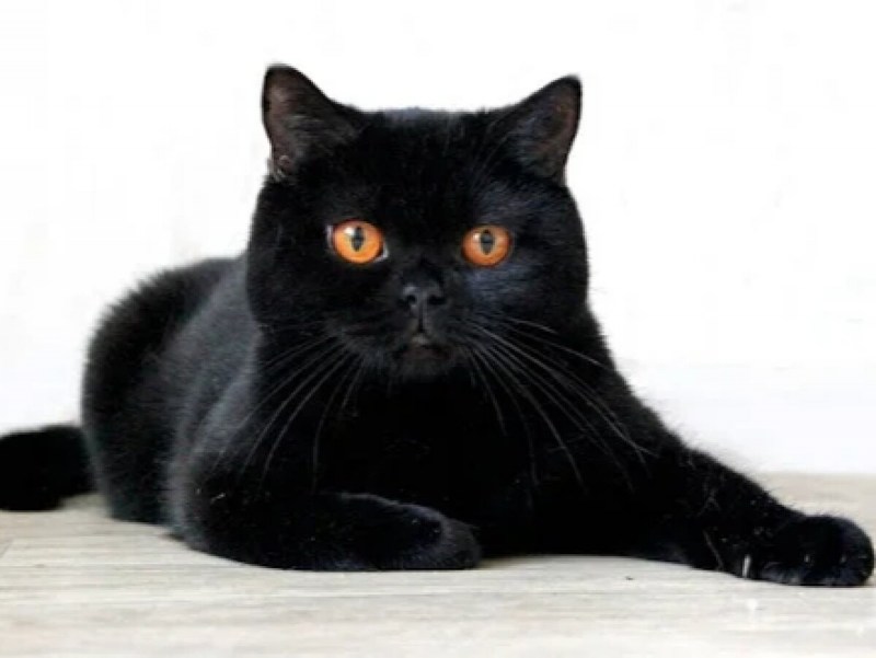 Шотландский скоттиш страйт черный