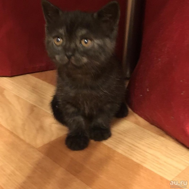 Шотландские котята страйт черный