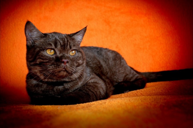 Черная прямоухая котенок