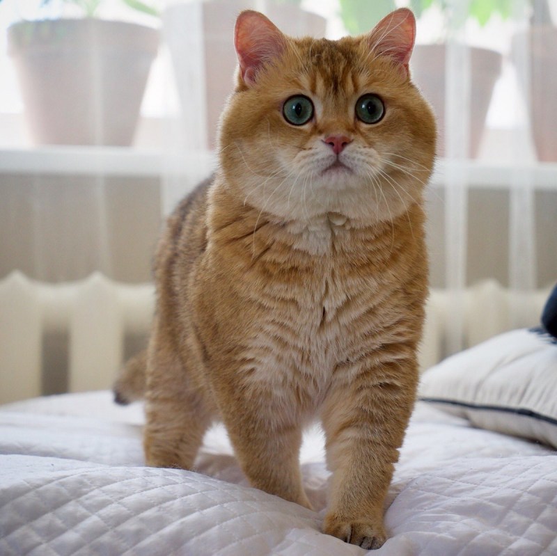 Скоттиш страйт Хосико