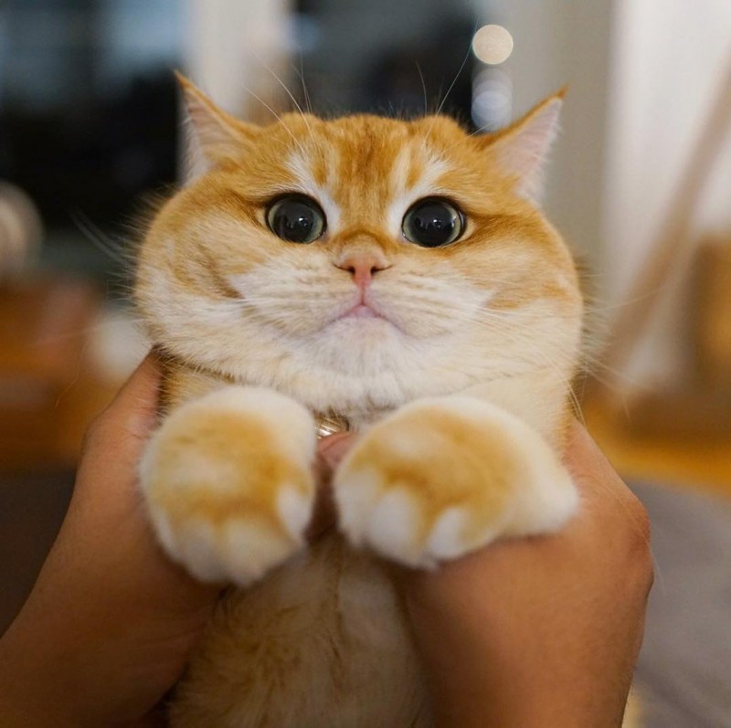 Коты с щечками