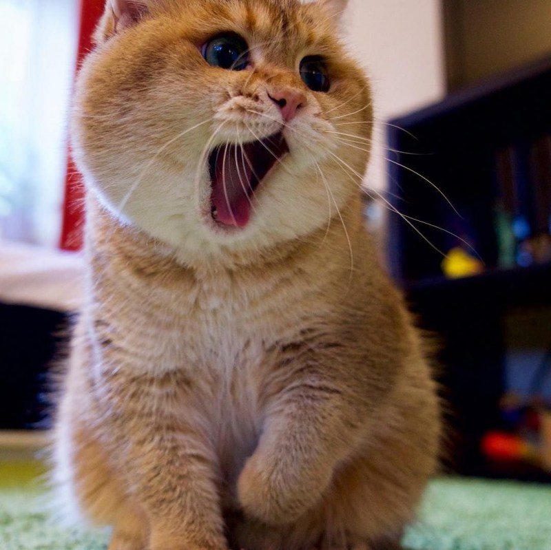 Коты с щечками