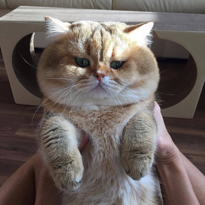 Хосико шотландец