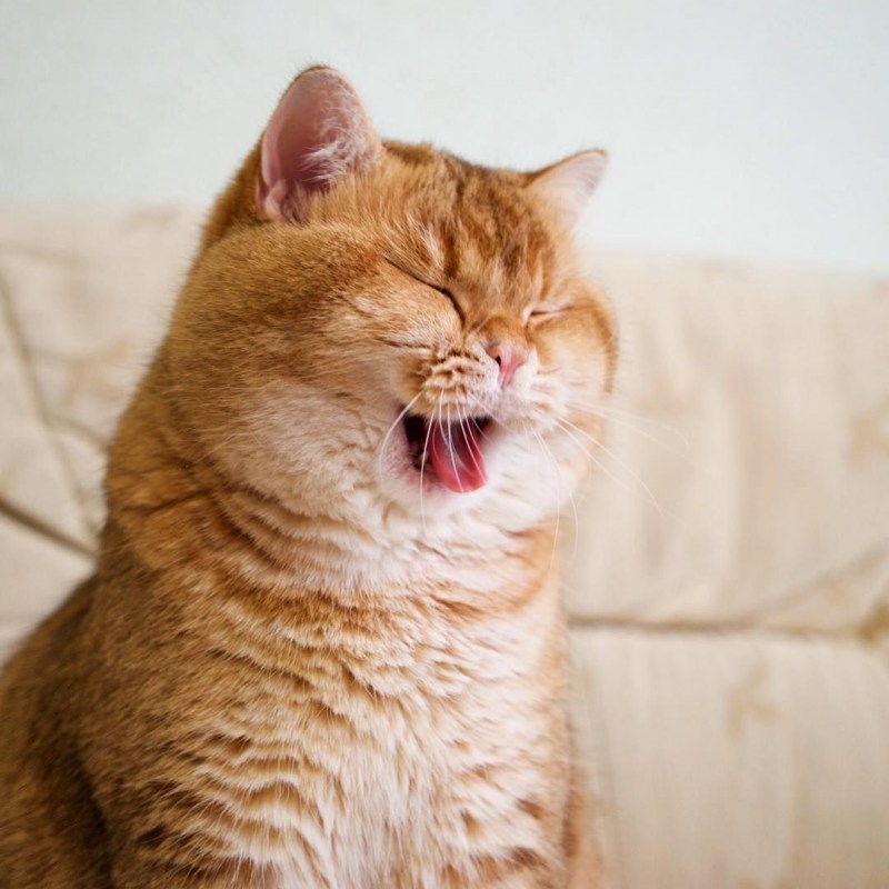 Кошка с щечками
