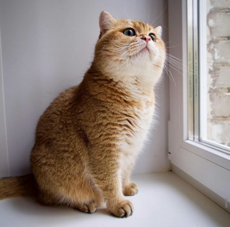 Обиженный толстый кот