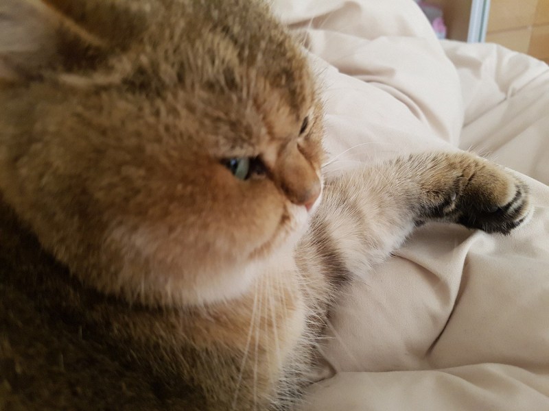 Круглая кошка