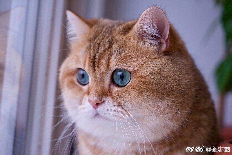 Кошачьи щеки