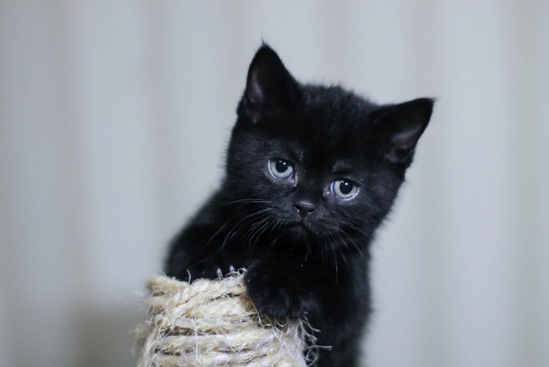 Черный котенок