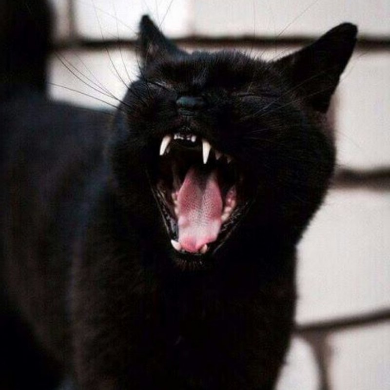 Злой черный котенок