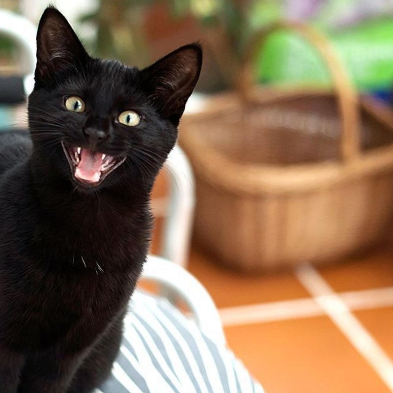 Кот присли