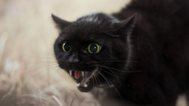 Чёрный кот
