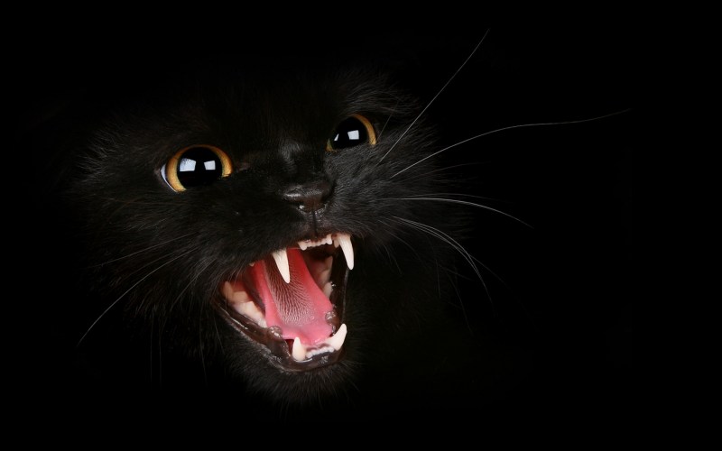 Кошачий оскал